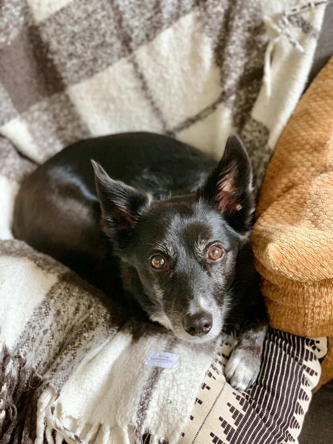 If he could be cozy, he would be cozy