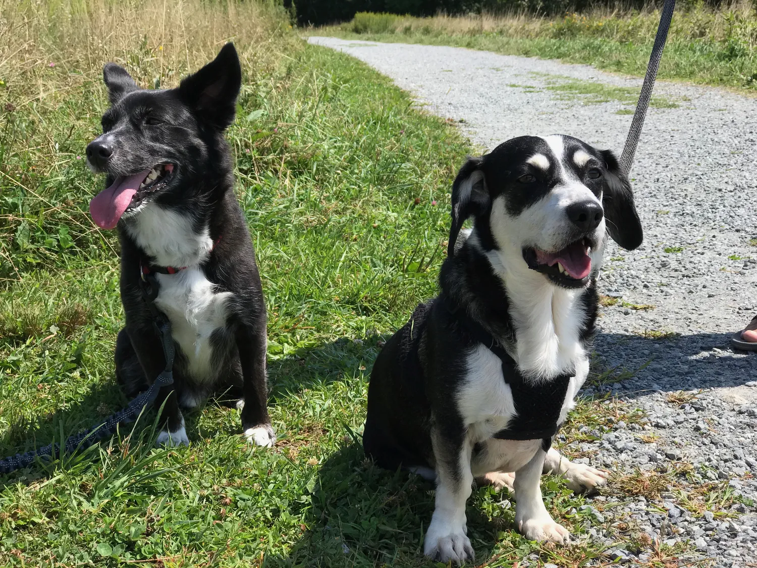 Charlie and his bestie, Finn