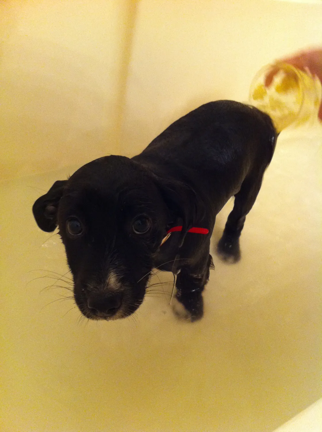Baby’s first bath