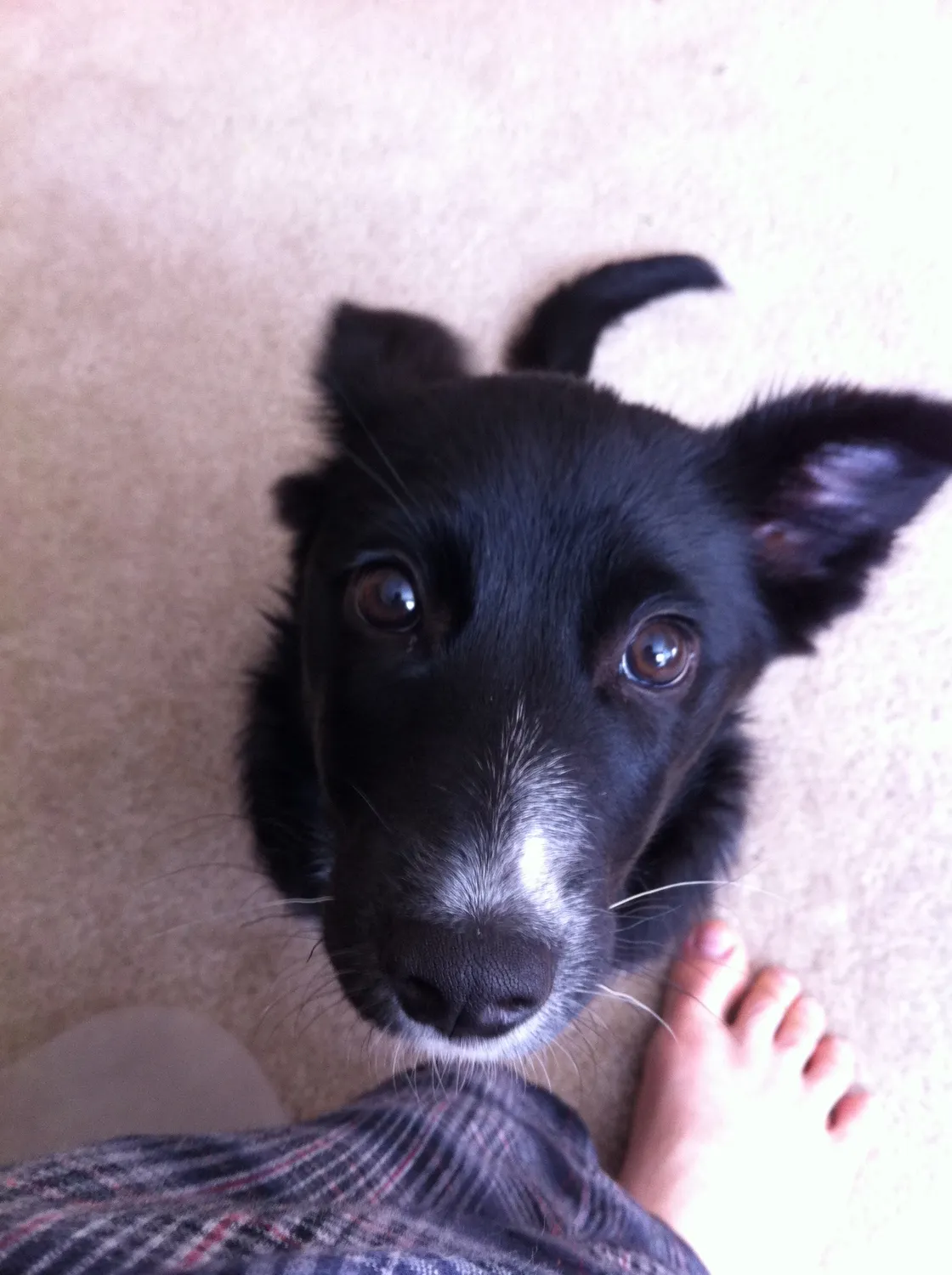 Probably begging for a walk or a treat