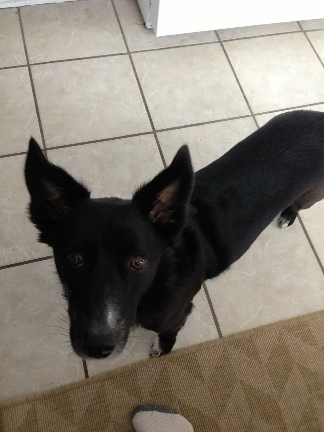 Soulful eyes, check