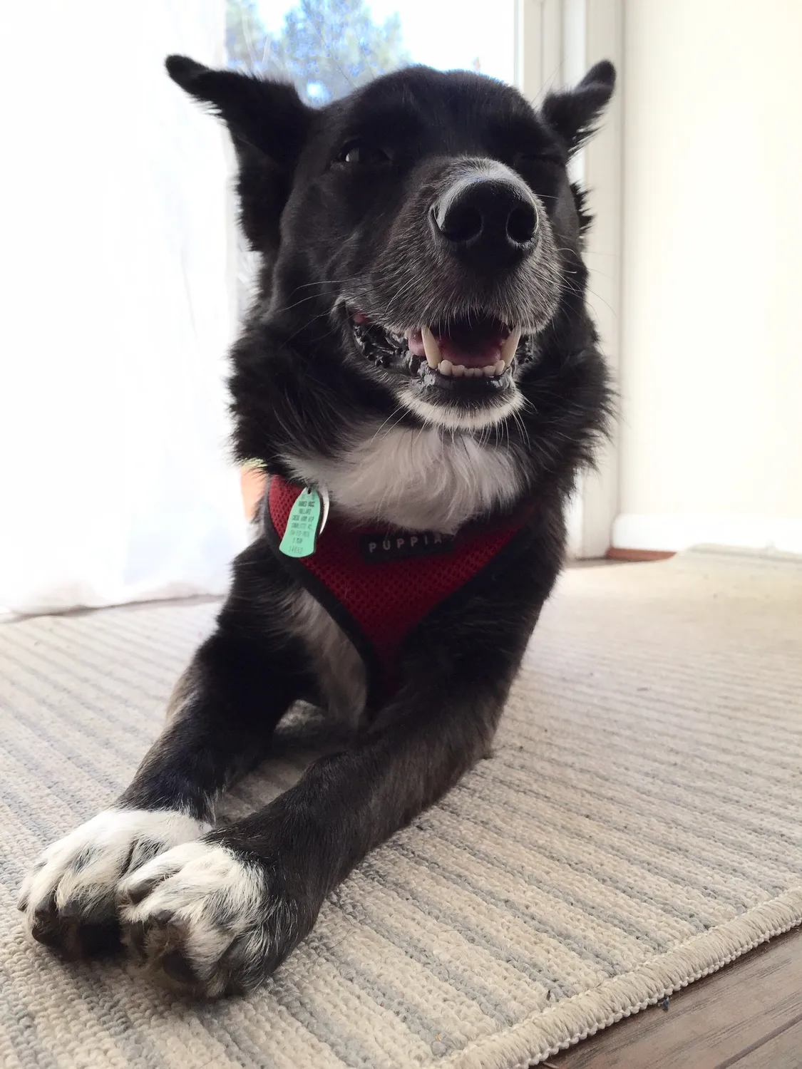 A fancy little boy with fancy little socks