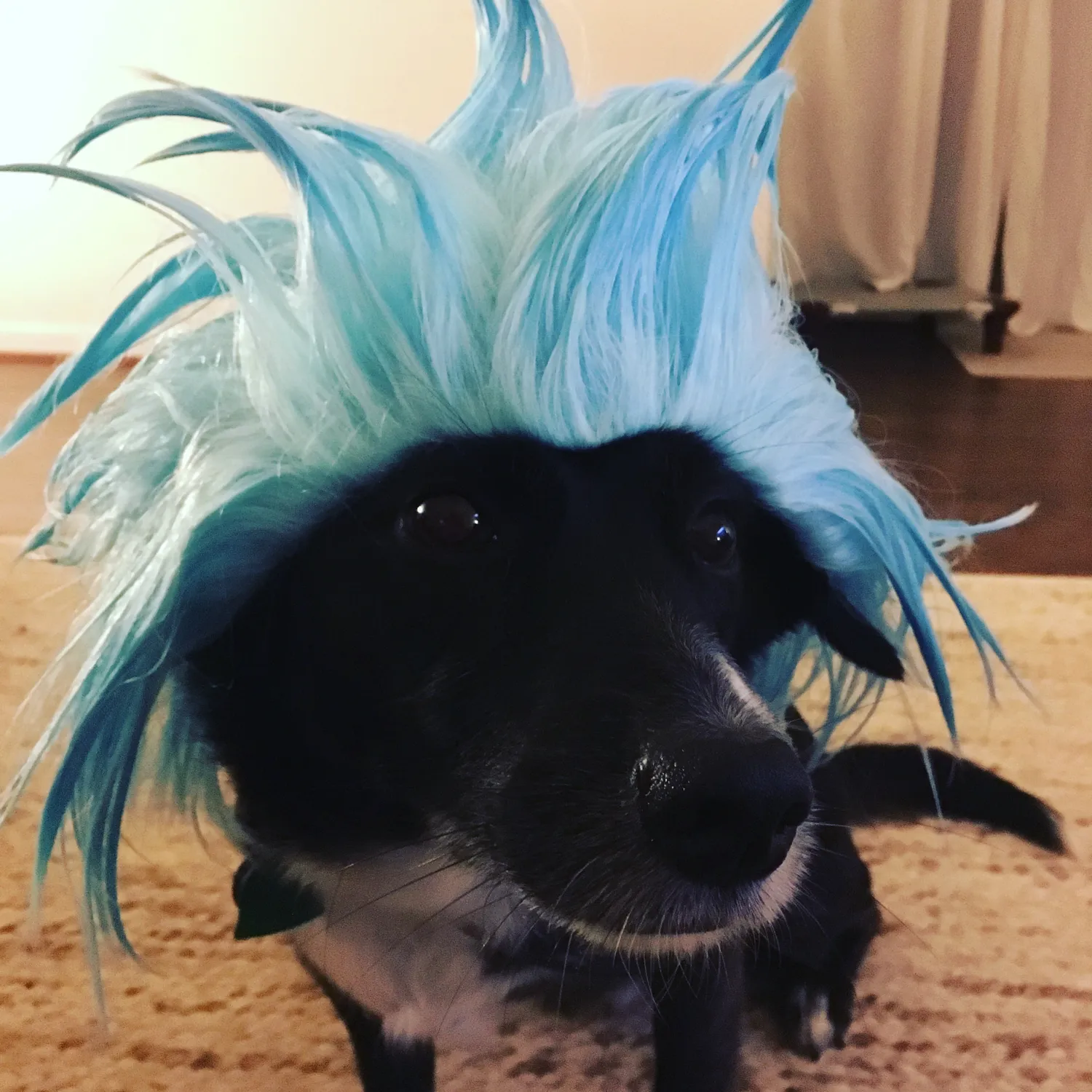 He dressed up for Halloween once and only once