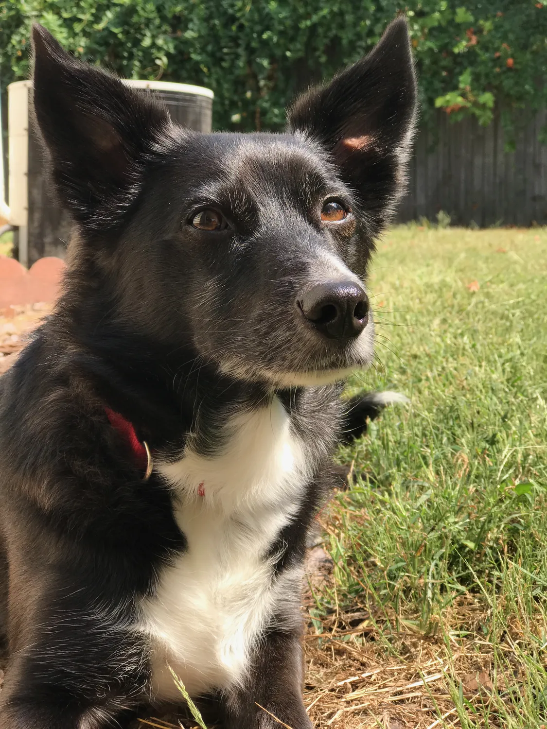 Sunbathing was a time-honored pasttime for Charlie