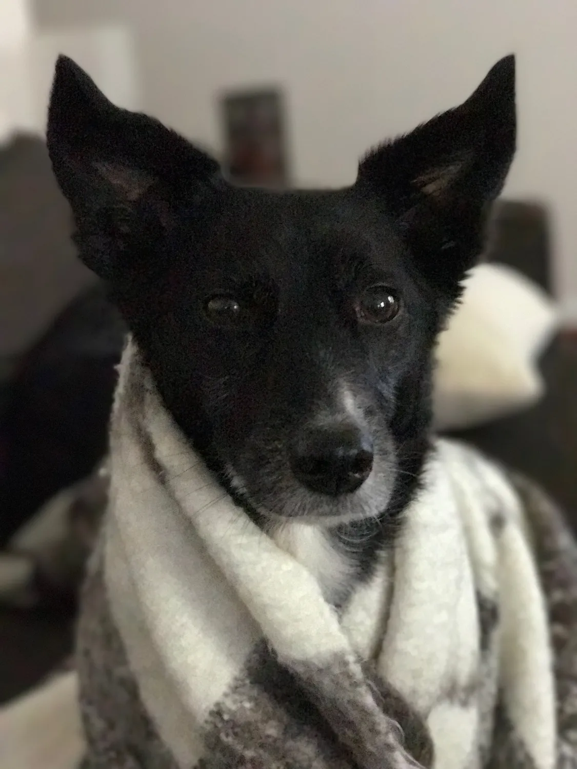 The pupperito
