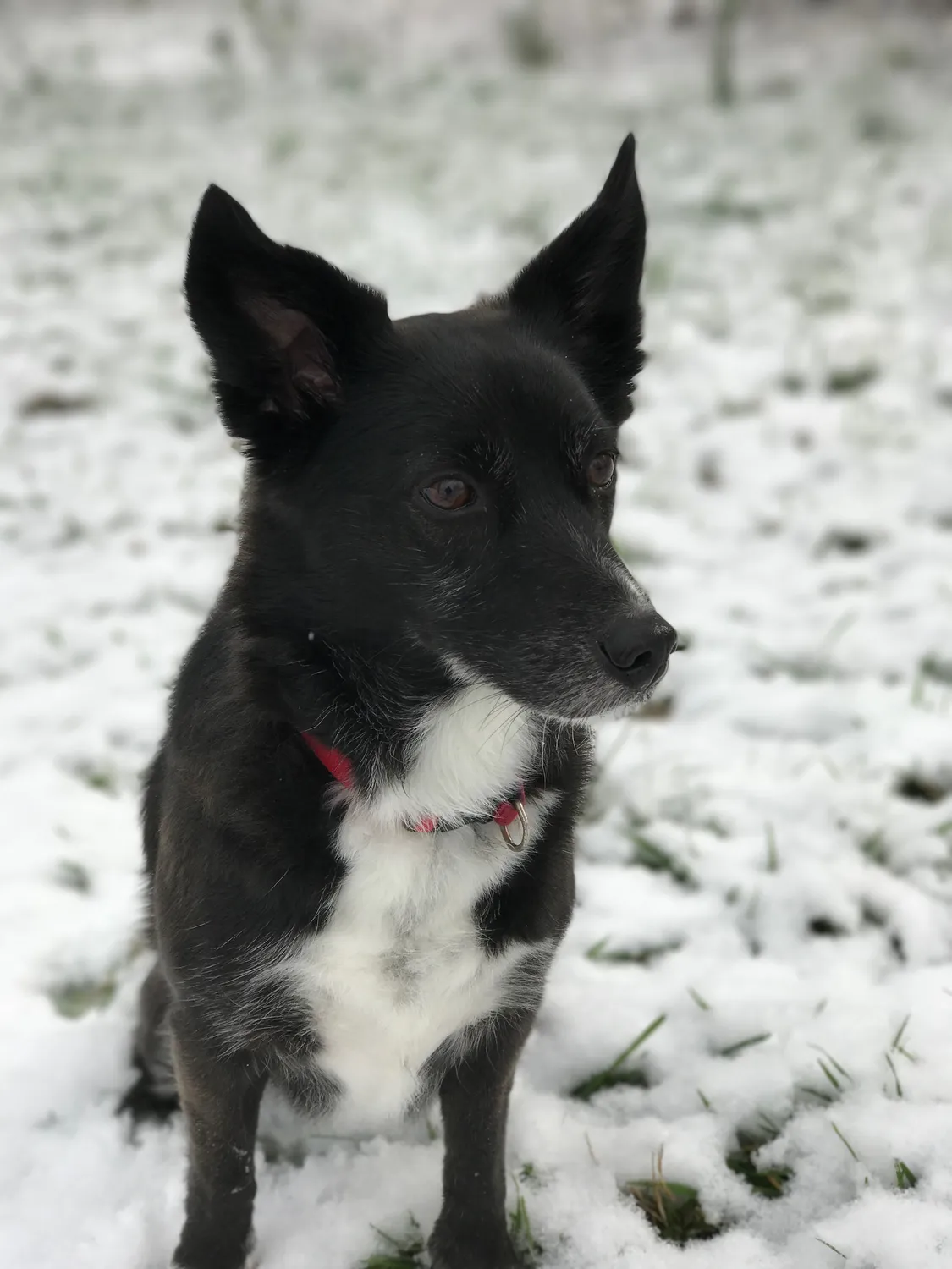 Right before I tossed snow at him