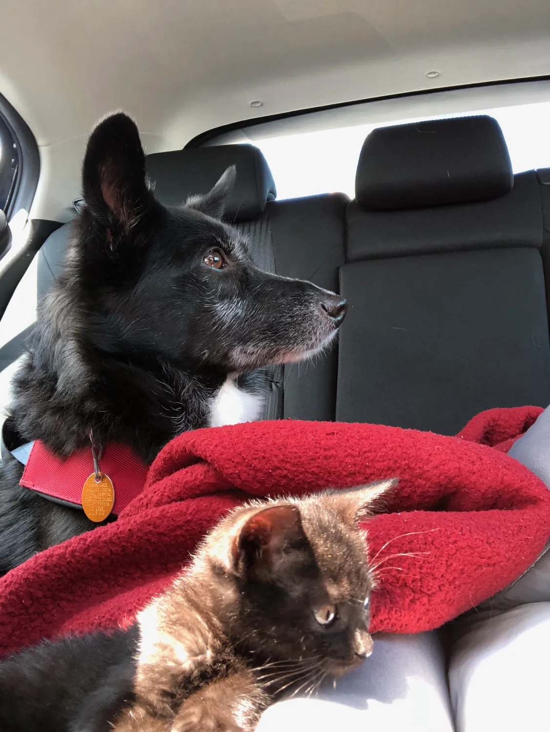 His new bestie, Frankie, whom he found abandoned