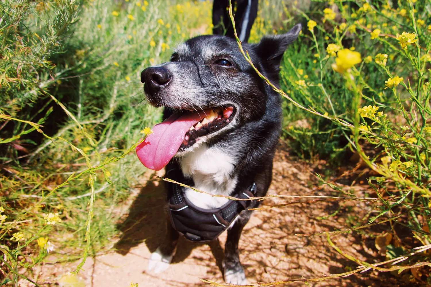 I told you he liked being outdoors