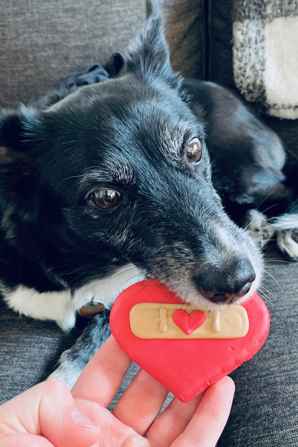 Charlie had cancer, and some kind folks sent get-well cookies