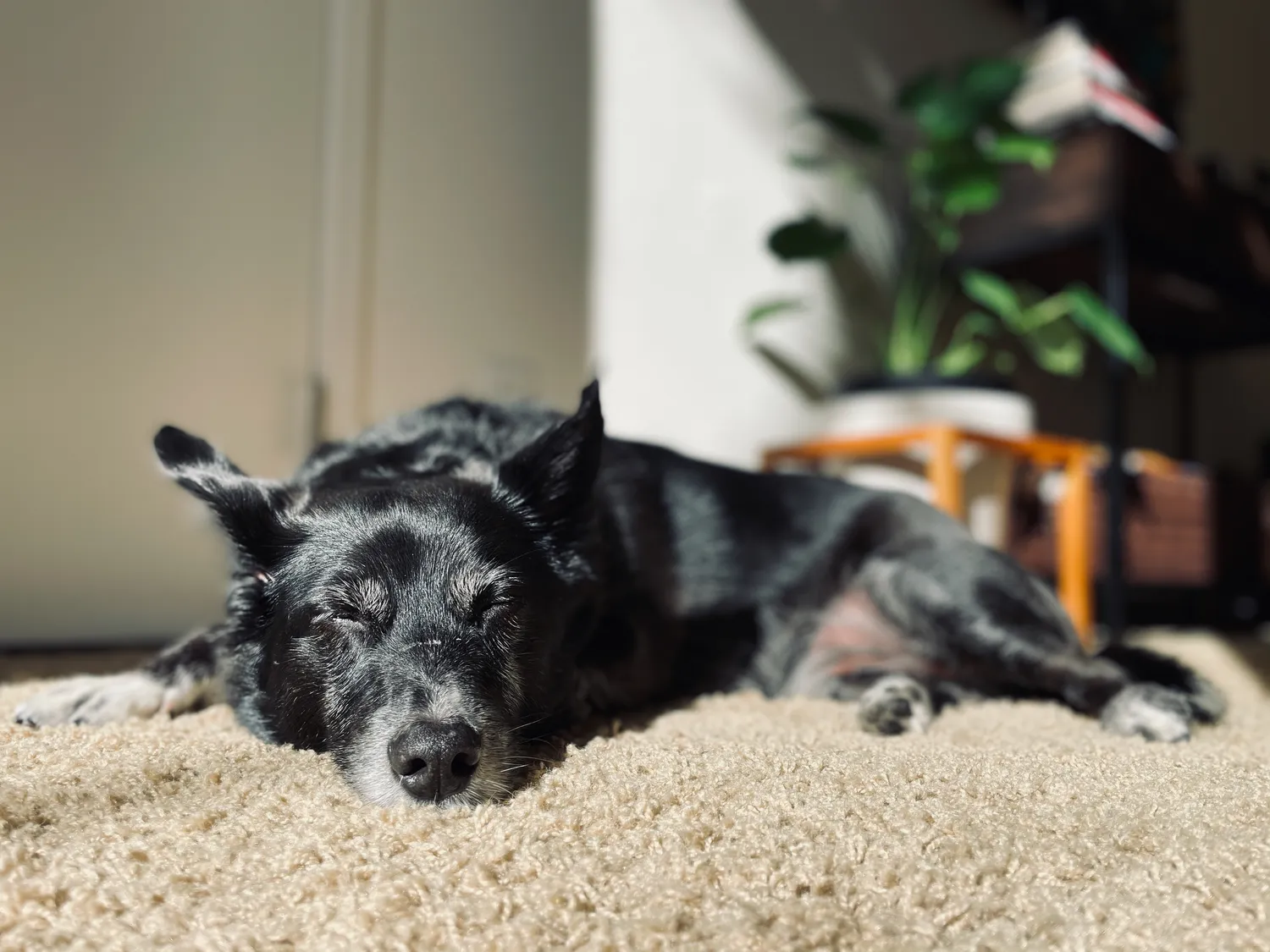 More rest in the sun