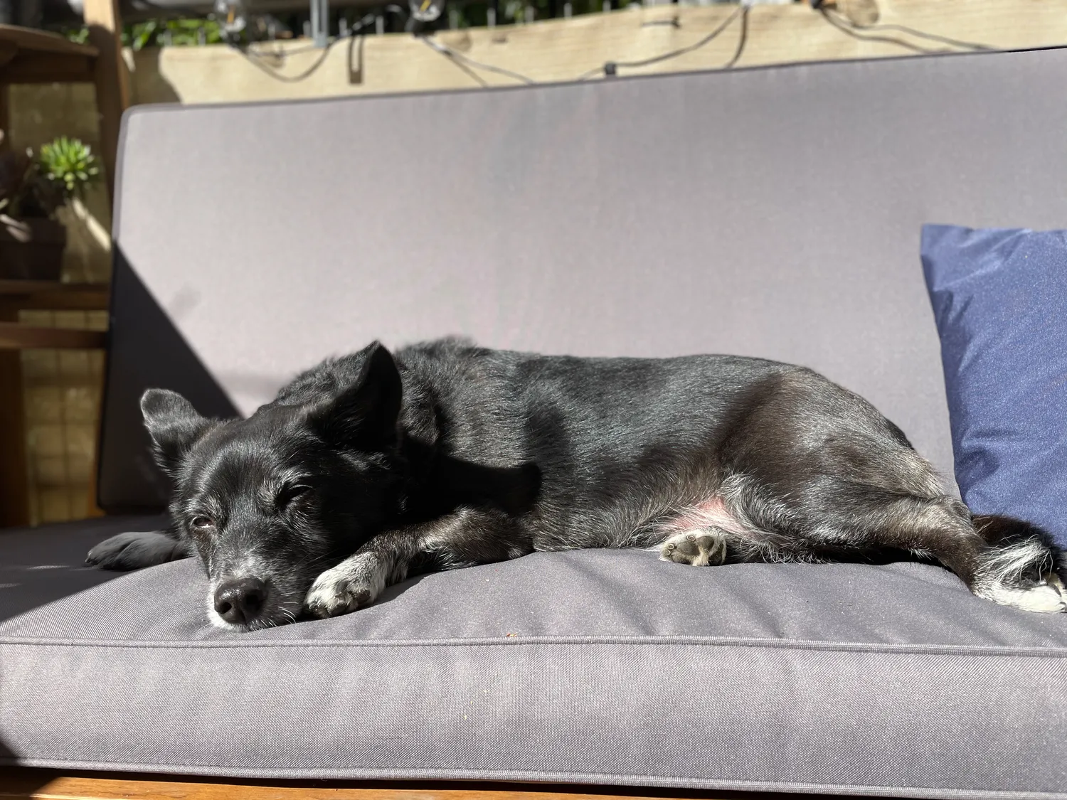 Yet another sunbathing pic