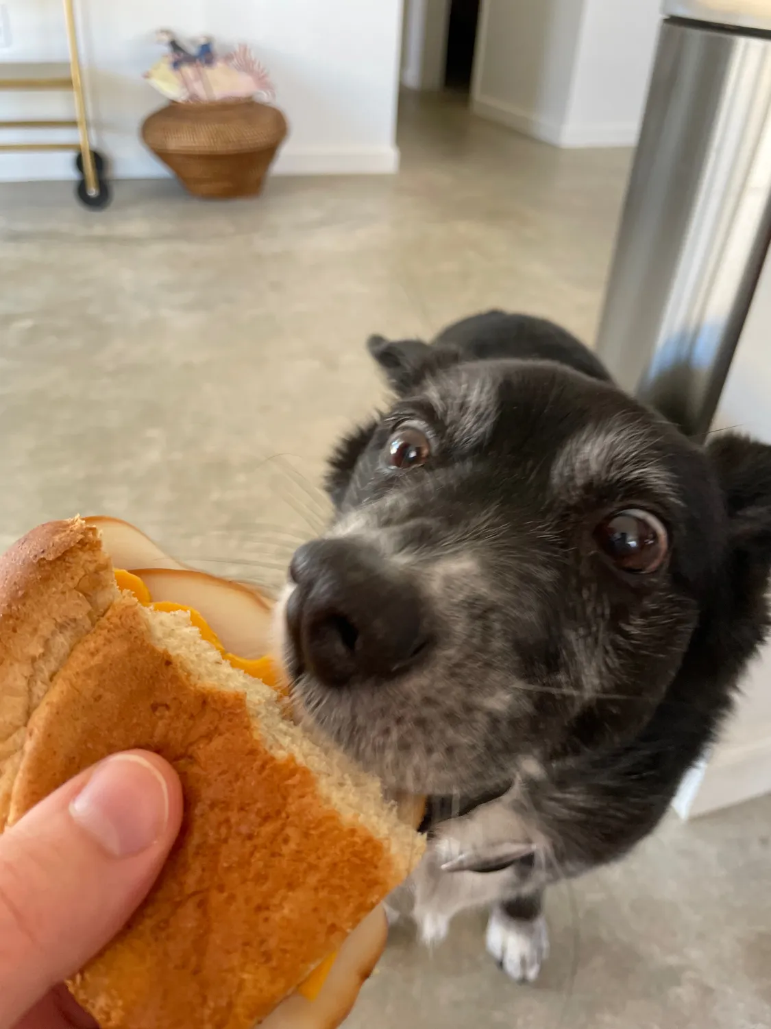 He didn’t know I made half a sandwich for him, Pt 1.