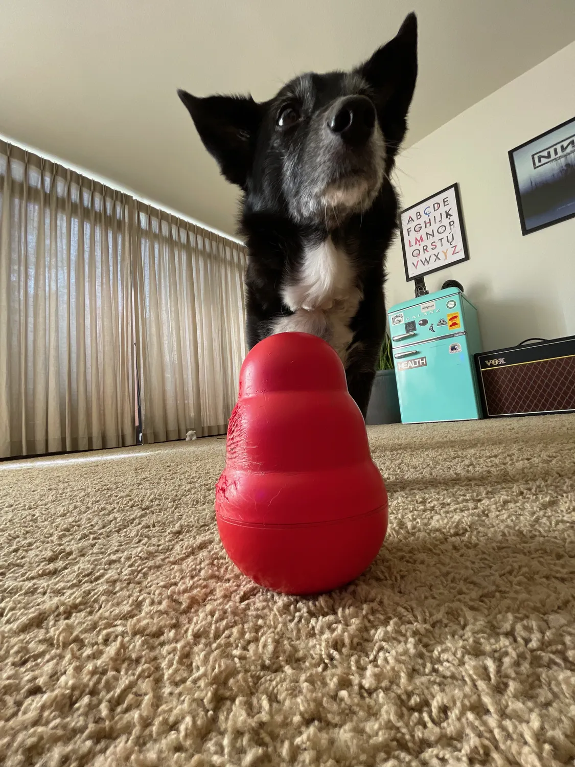 He required treats in a Kong twice per day, no questions asked