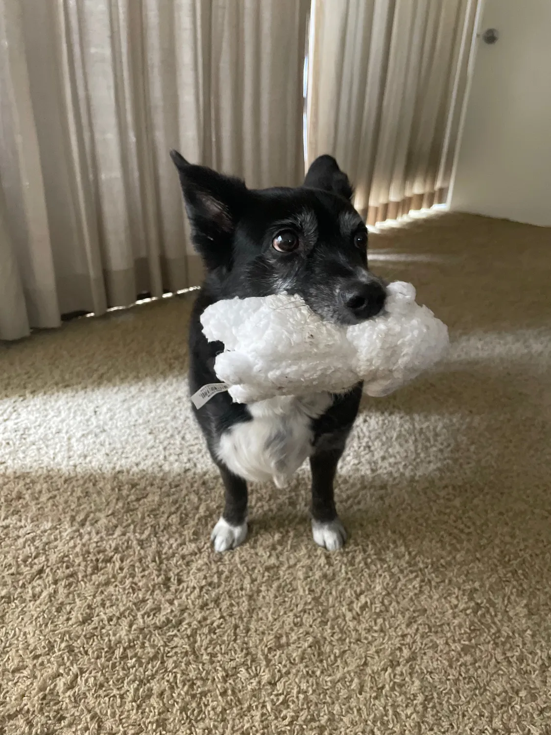 Lambie, whom he would always take the best care of. He’d whine as he tried to find the most comfortable spot for his baby.