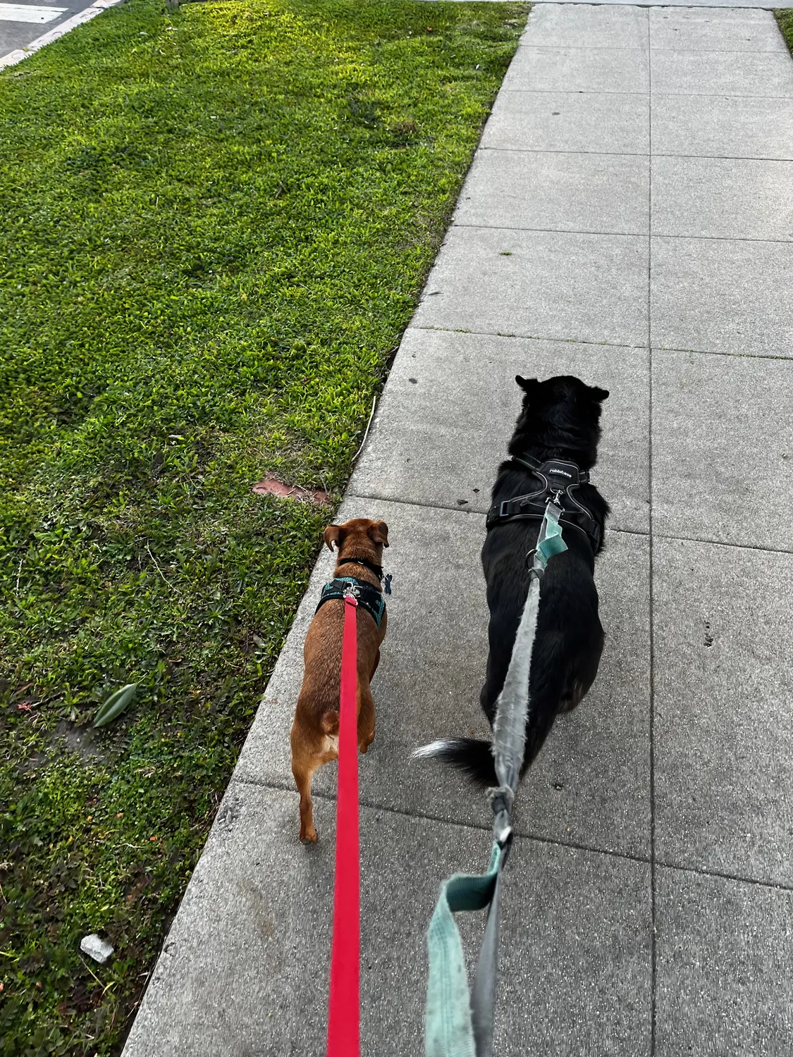 He had a few dogs he loved going on walks with